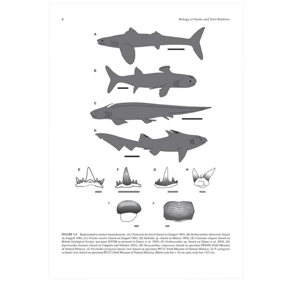 Biology of Sharks and Their Relatives ²⁵ - BIOWEB Brasil