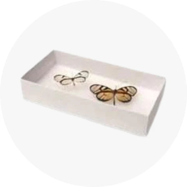 Equipamento para Armazenamento (Entomologia)