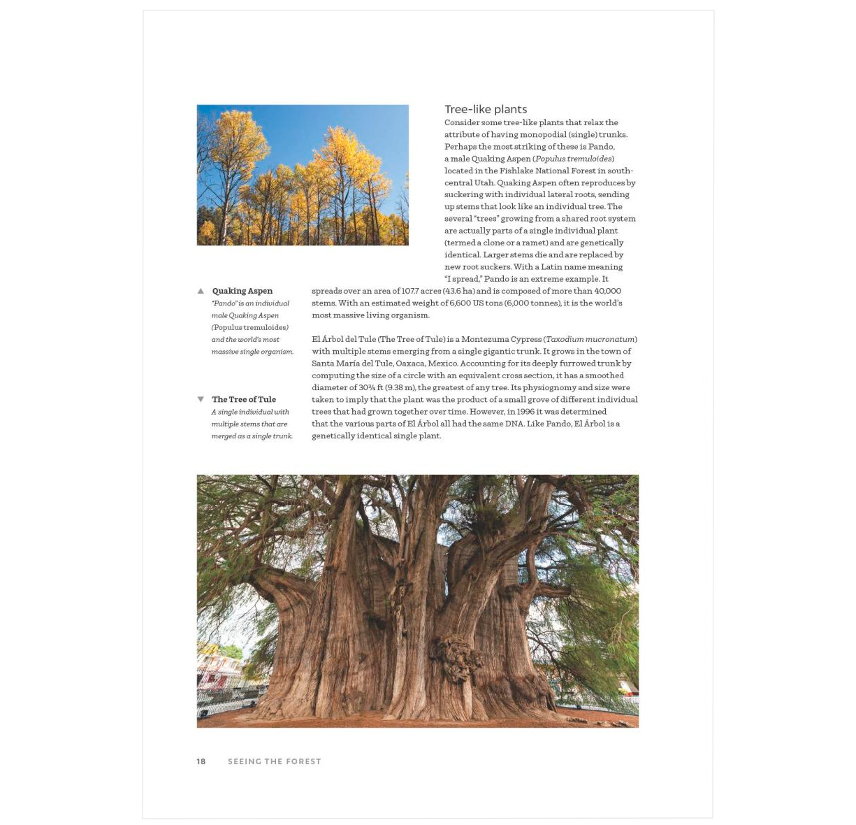 The World Atlas of Trees and Forests: Exploring Earth's Forest Ecosystems