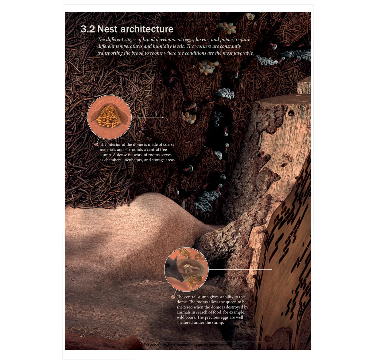 The Ant Collective: Inside the World of an Ant Colony