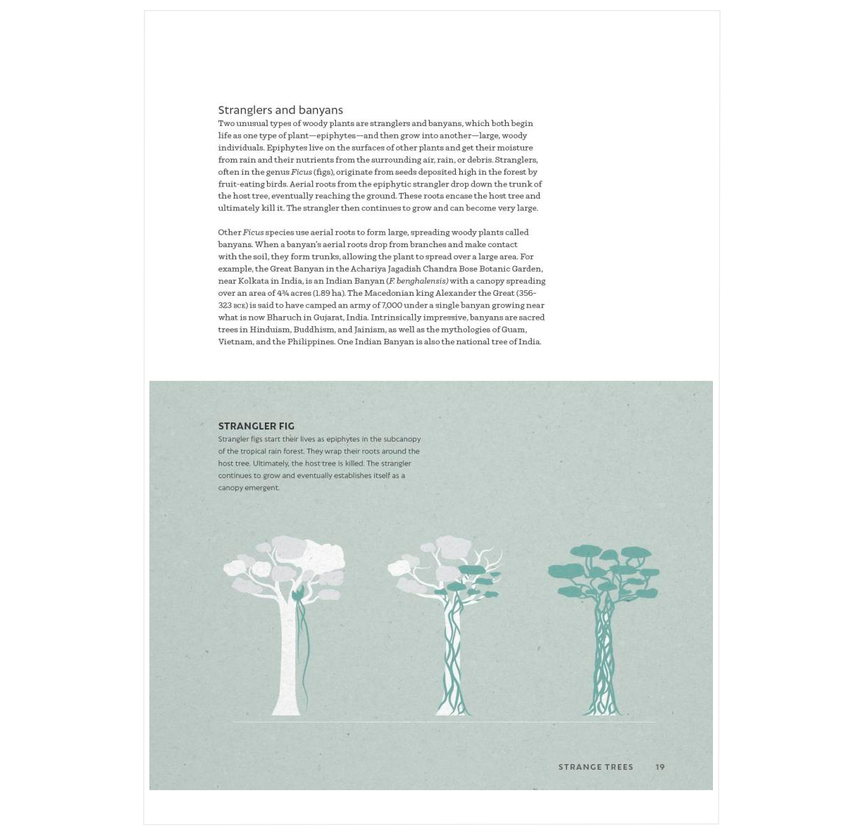 The World Atlas of Trees and Forests: Exploring Earth's Forest Ecosystems