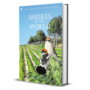 Shrikes of the World: THE BB/BTO BIRD BOOK OF THE YEAR (Helm Identification Guides)