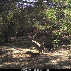 Câmeras de Rastreamento Cuddeback CuddeLink Série L