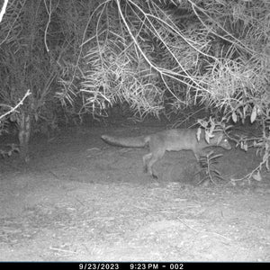 Câmeras de Rastreamento Cuddeback CuddeLink Série L