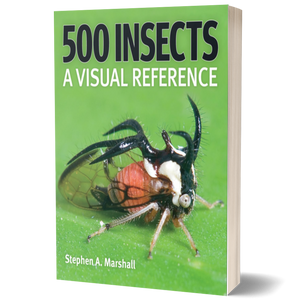 500 Insects: A Visual Reference