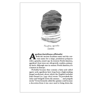 Fungipedia: A Brief Compendium of Mushroom Lore