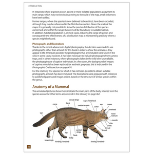 A Field Guide to the Larger Mammals of South America