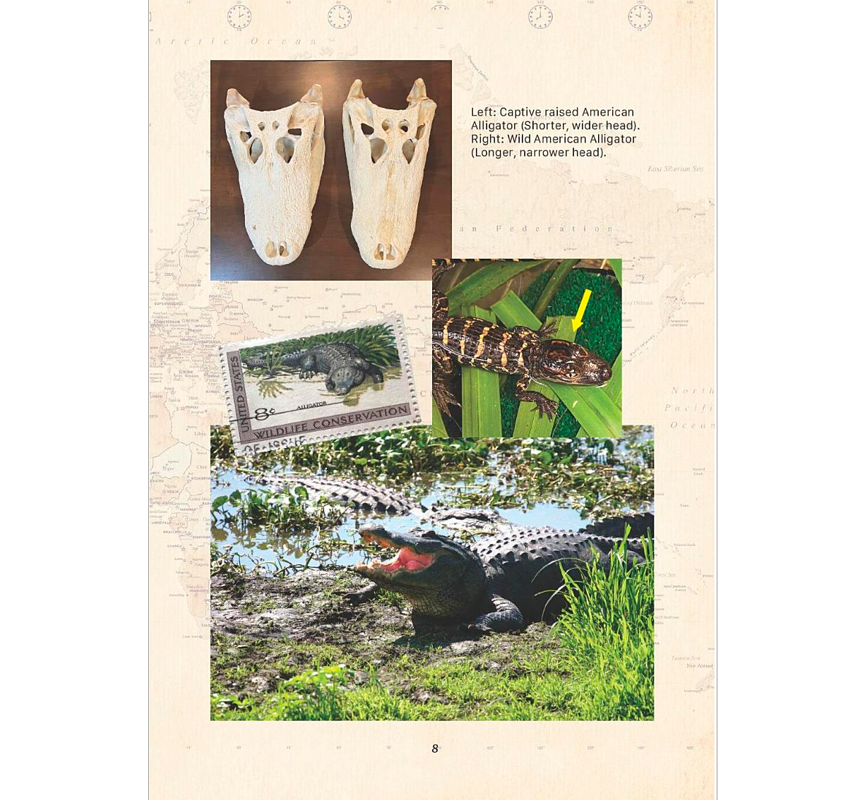 A Guide to Identifying Crocodilians of the World