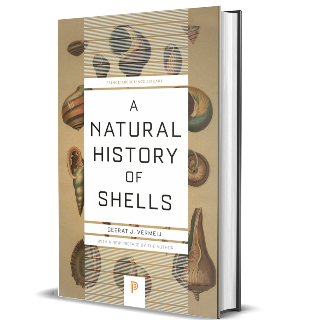 A Natural History Of Shells BIOWEB Brasil a-natural-history-of-shells-bioweb-brasil