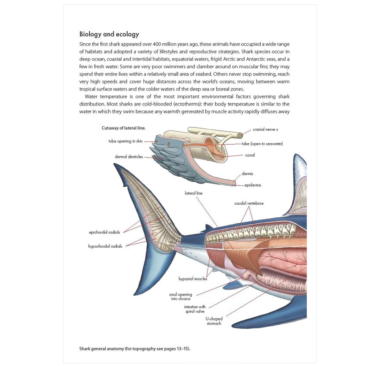 A Pocket Guide to Sharks of the World: Second Edition (Wild Nature Press)