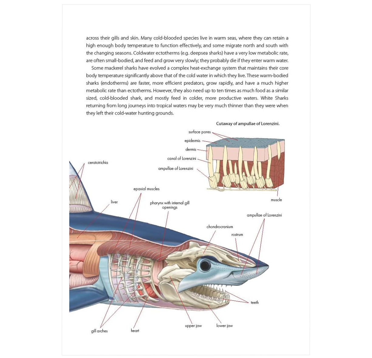 A Pocket Guide to Sharks of the World: Second Edition (Wild Nature Press)