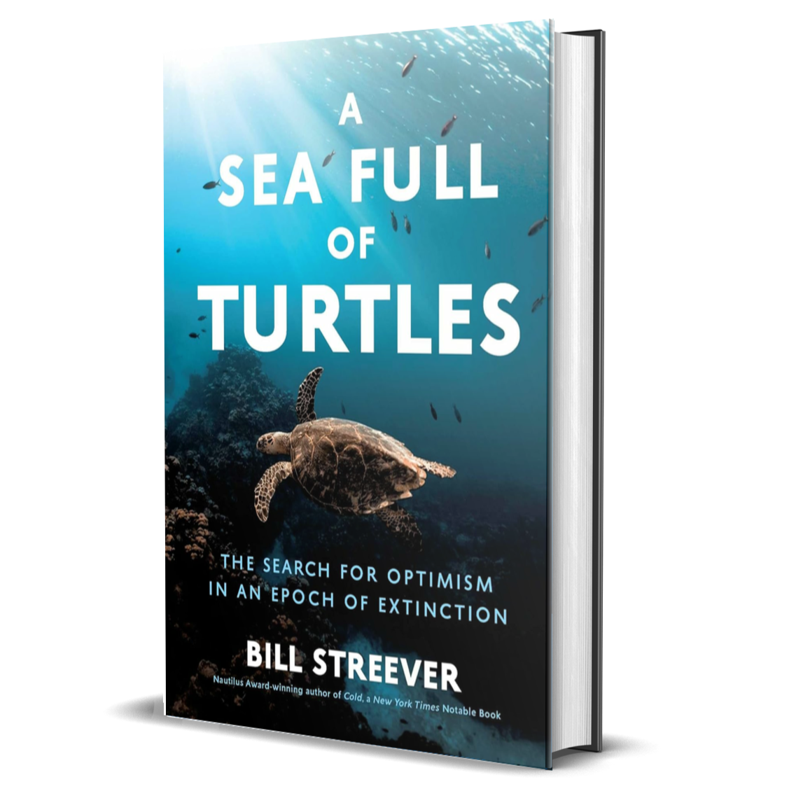 A Sea Full of Turtles: The Search for Optimism in An Epoch of Extinction