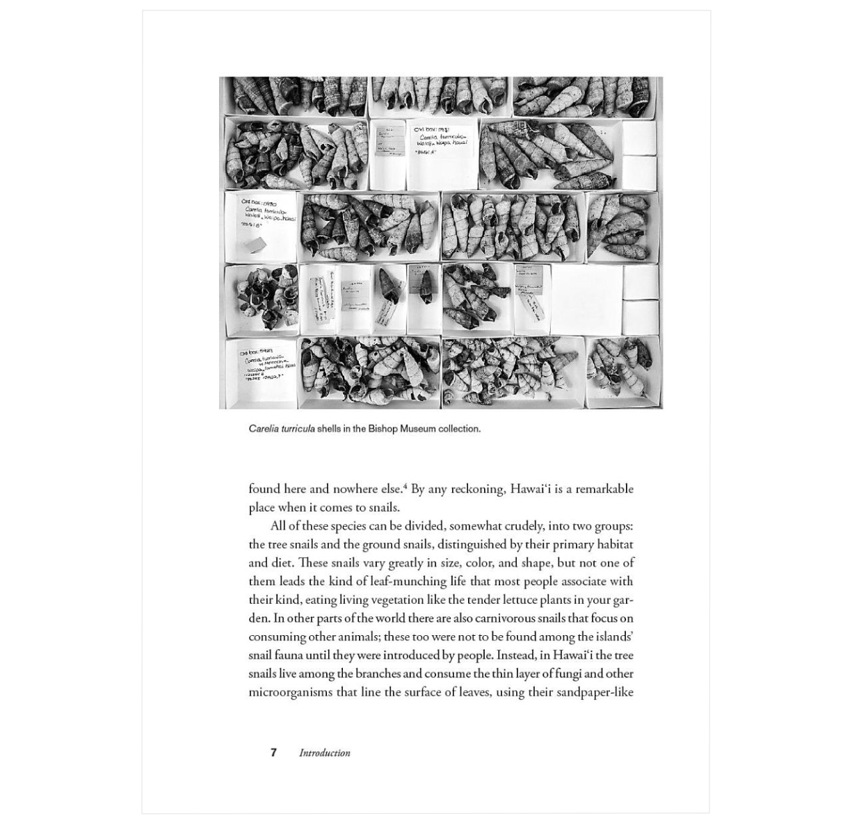 A World in a Shell: Snail Stories for a Time of Extinctions