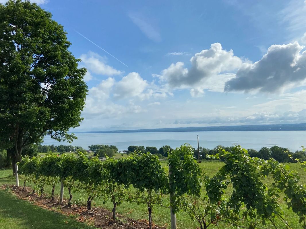 Agrilaser AVIX Autonomic Mark II: Sistema Automatizado de Repelente de Pássaros