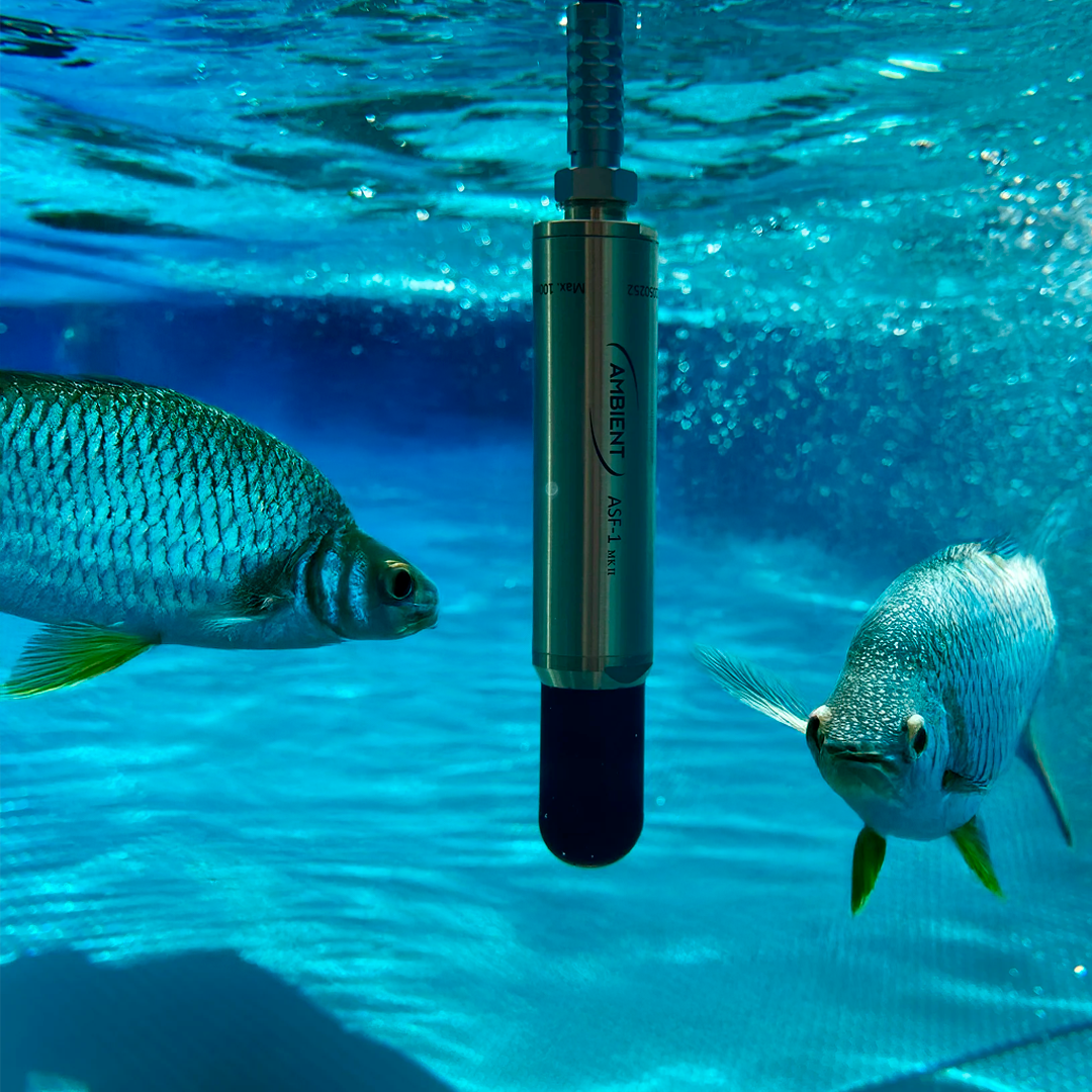 Ambient Recording ASF-1 MKII Hydrophone with Phantom Power and Frequency Range from 7 Hz to 90 kHz