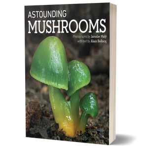 Astounding Mushrooms