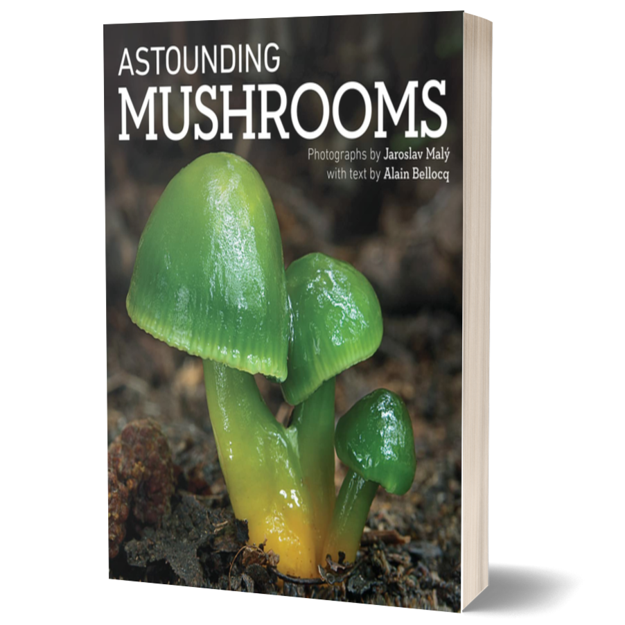 Astounding Mushrooms