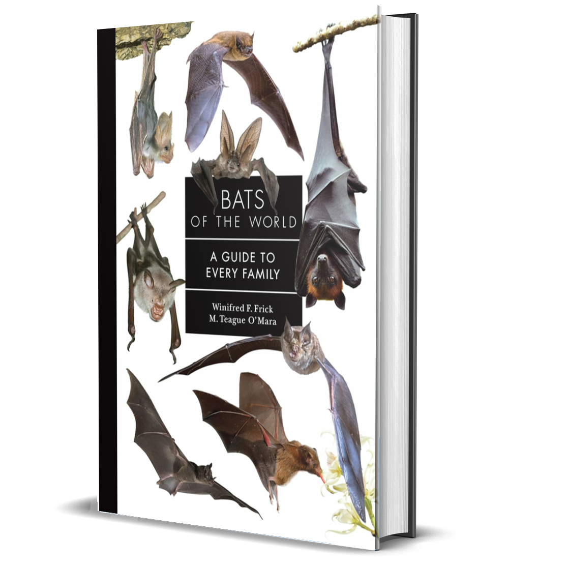Bats of the World: A Guide to Every Family