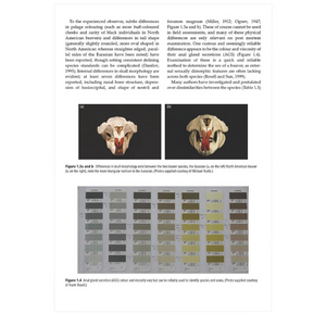 Beavers: Ecology, Behaviour, Conservation, and Management