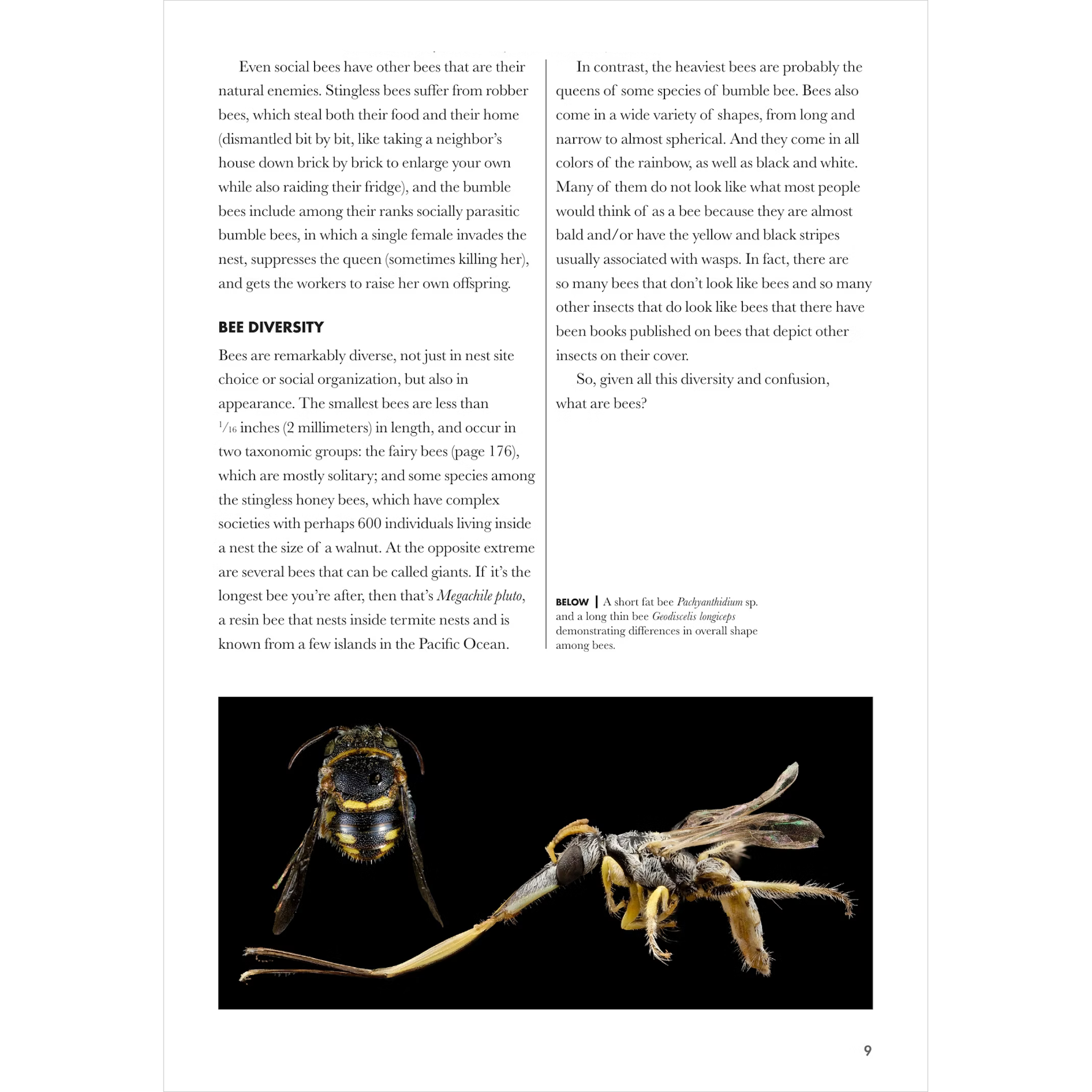 Bees of the World | A Guide to Every Family