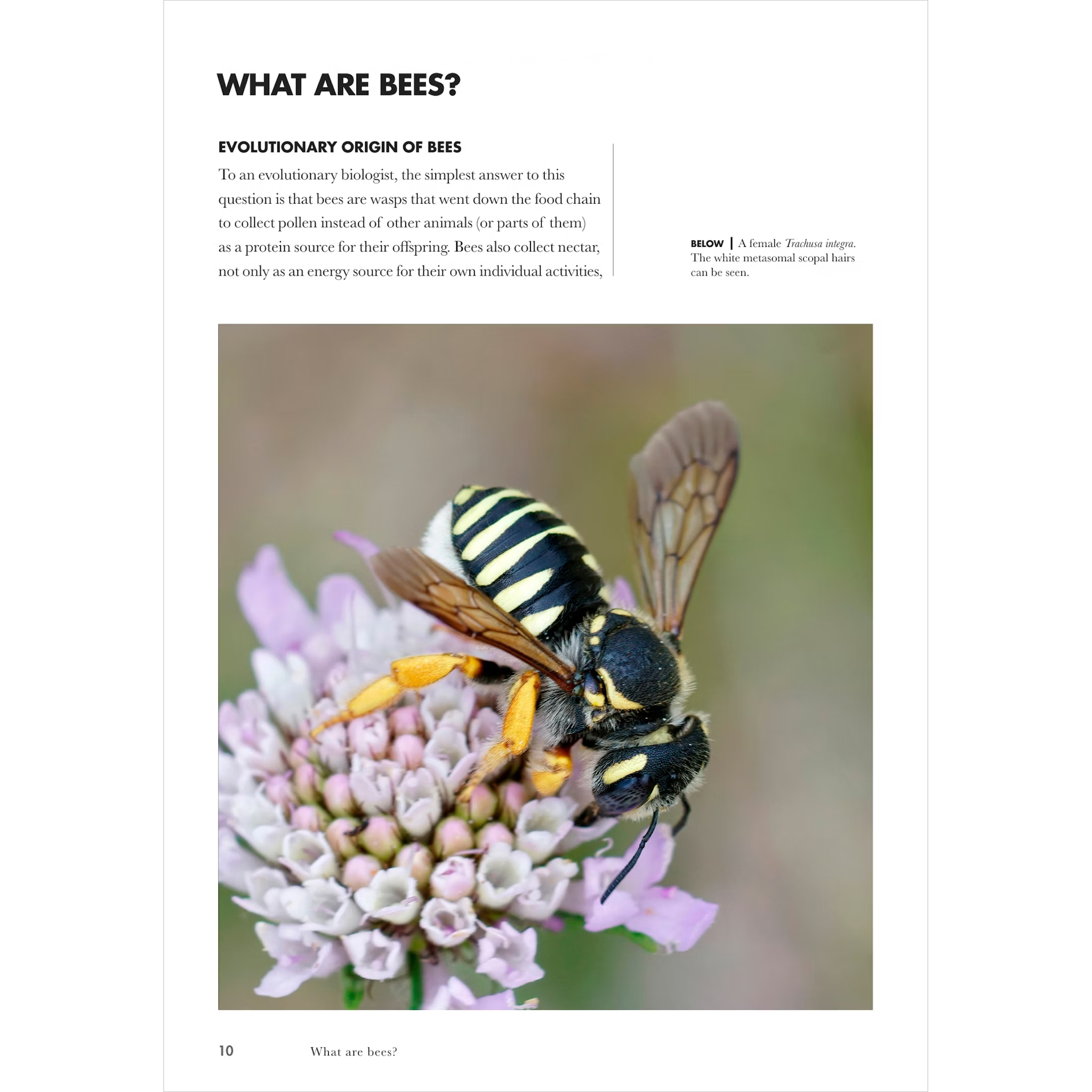 Bees of the World | A Guide to Every Family