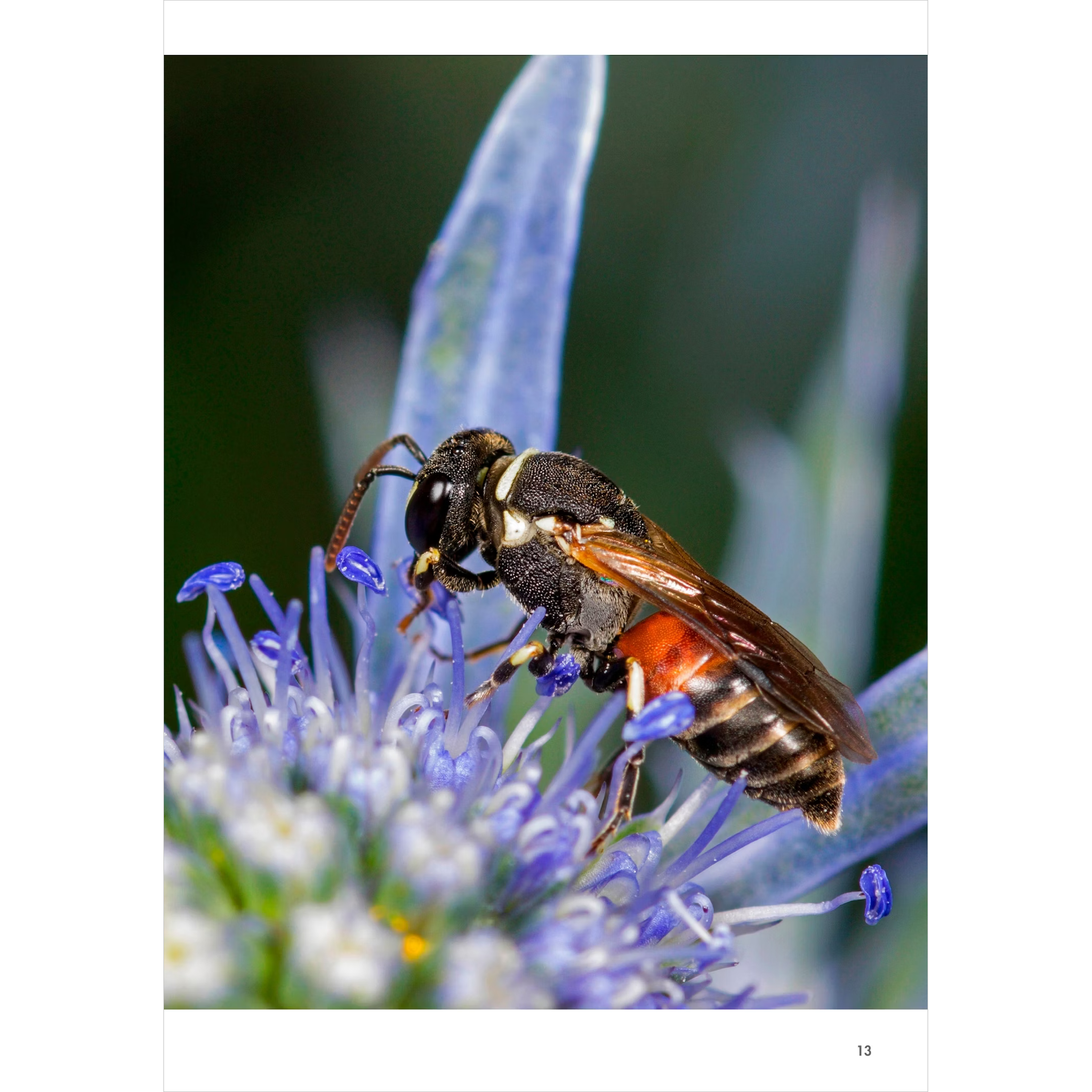 Bees of the World | A Guide to Every Family