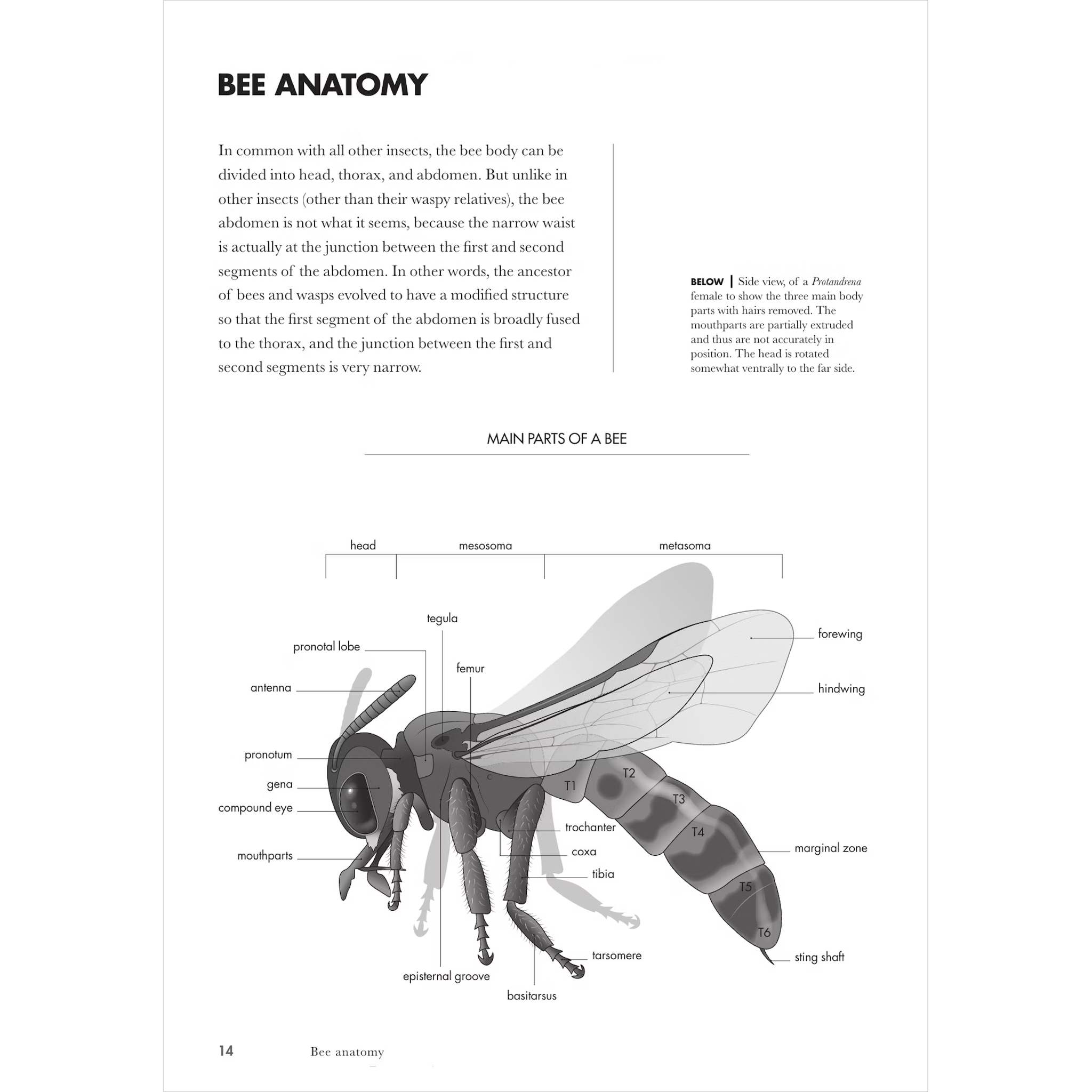 Bees of the World | A Guide to Every Family
