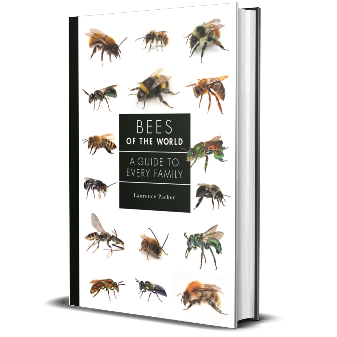 Bees of the World | A Guide to Every Family