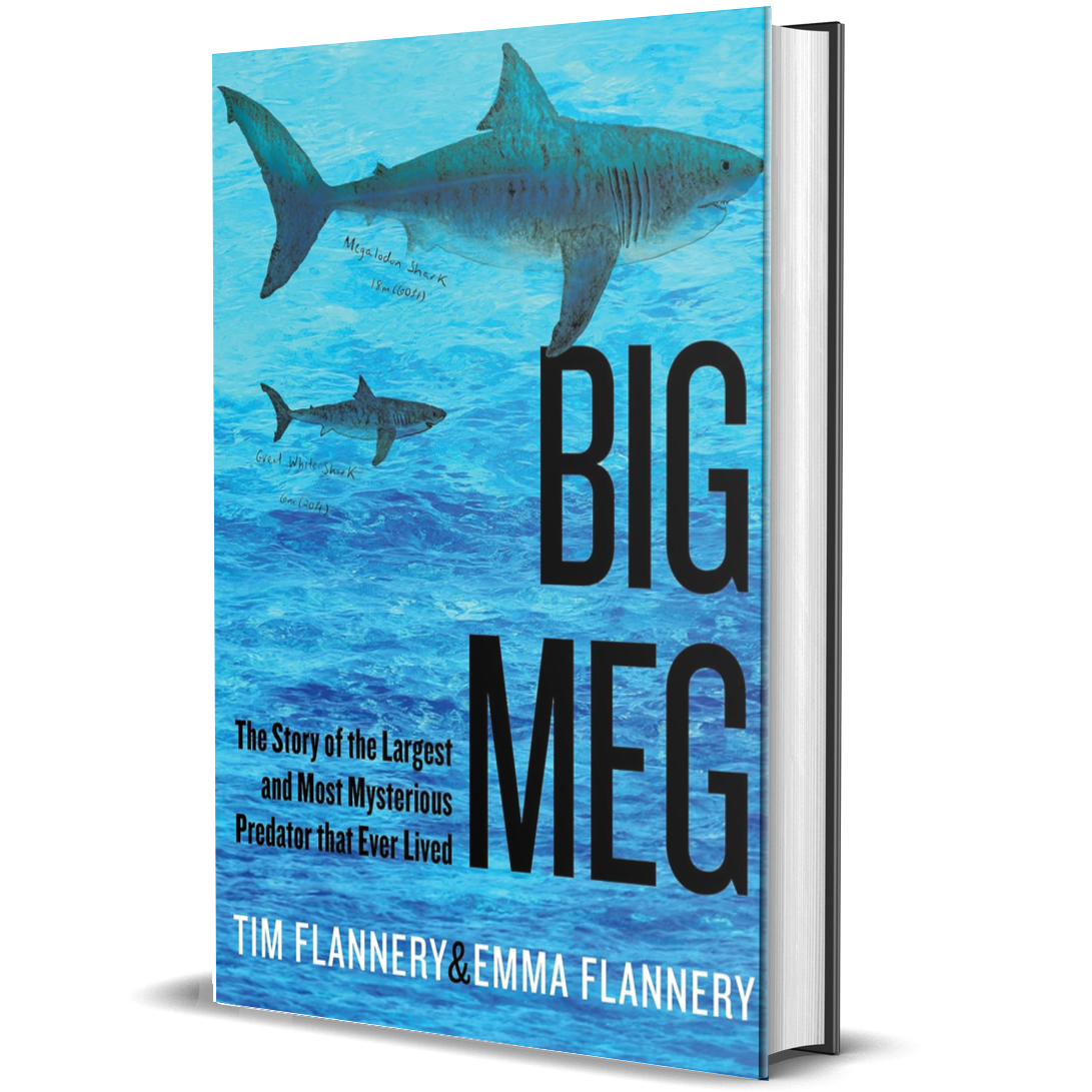 Big Meg: the Story of the Largest and Most Mysterious Predator that Ever Lived