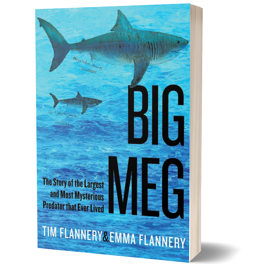Big Meg: the Story of the Largest and Most Mysterious Predator that Ever Lived