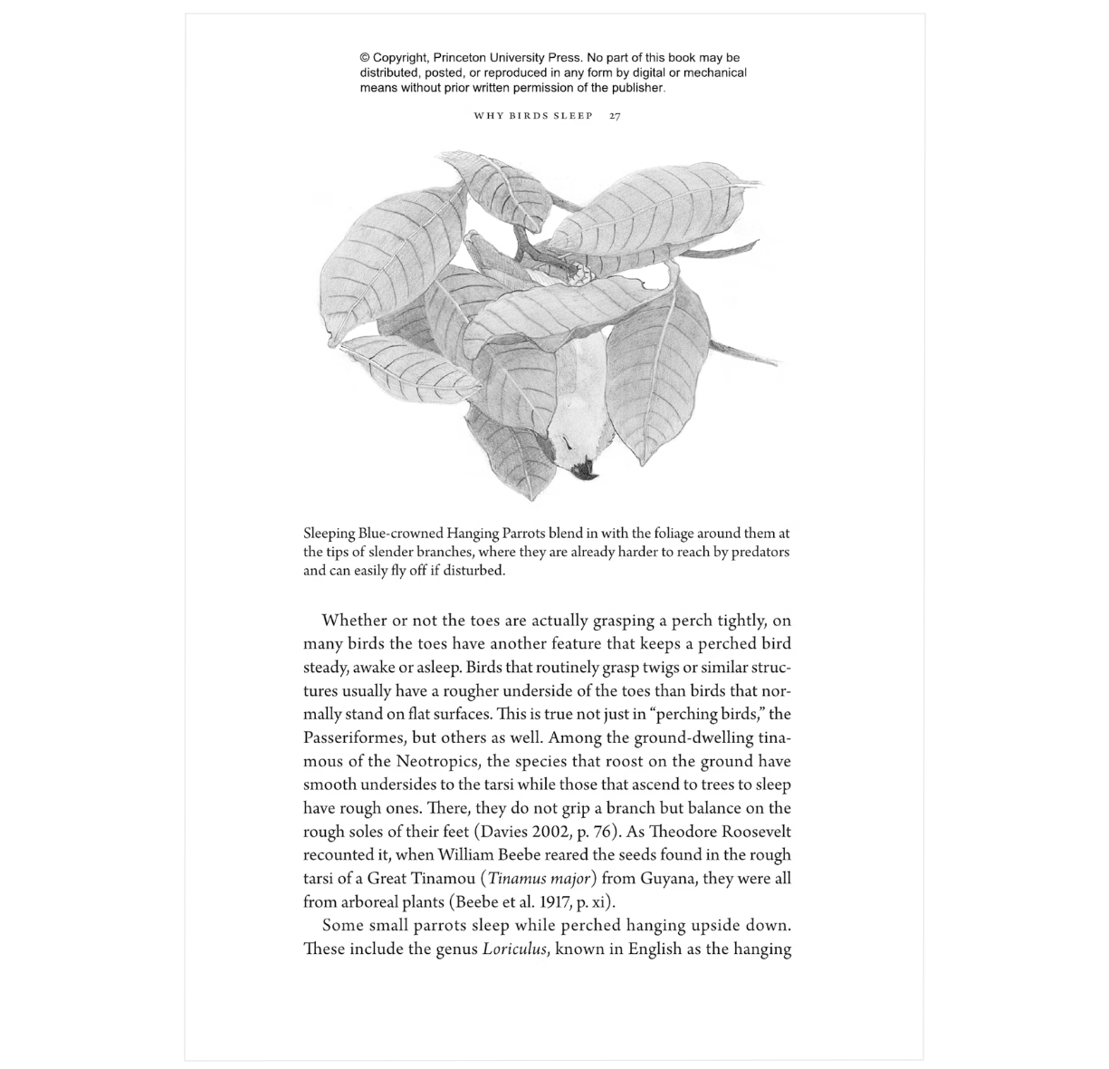 Birds at Rest: The Behavior and Ecology of Avian Sleep