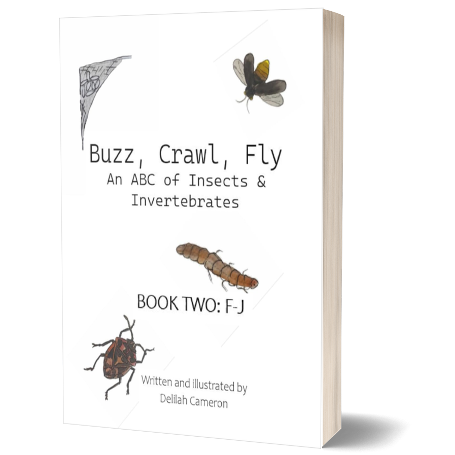 Buzz, Crawl, Fly – an ABC of Insects & Invertebrates: Book Two: F-J