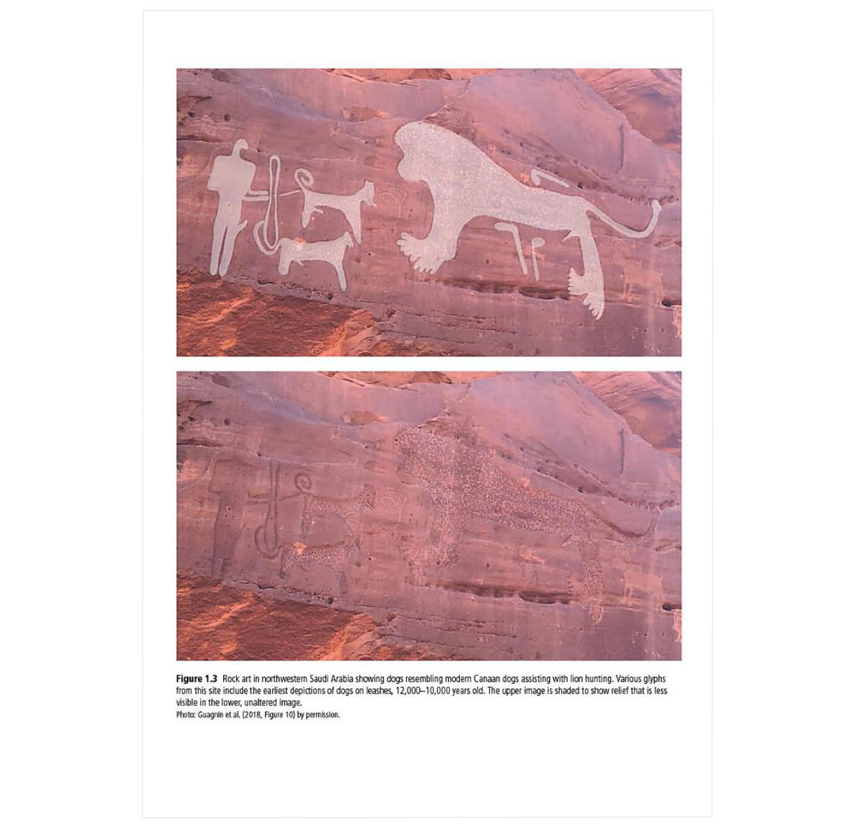 Carnivoran Ecology: The Evolution and Function of Communities