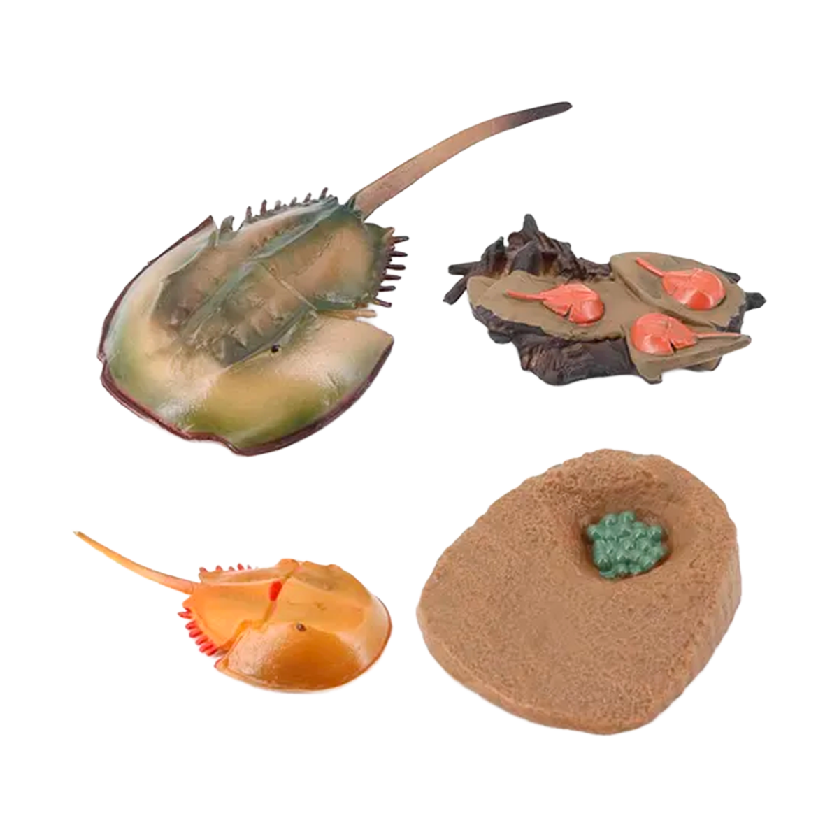 Ciclo de Vida Montessori: Figuras de Animais e Plantas para Crianças (+3)