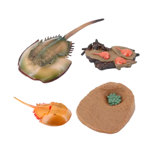 Ciclo de Vida Montessori: Figuras de Animais e Plantas para Crianças (+3)