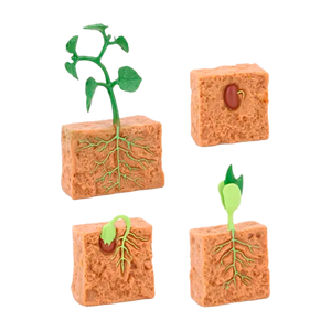 Ciclo de Vida Montessori: Figuras de Animais e Plantas para Crianças (+3)