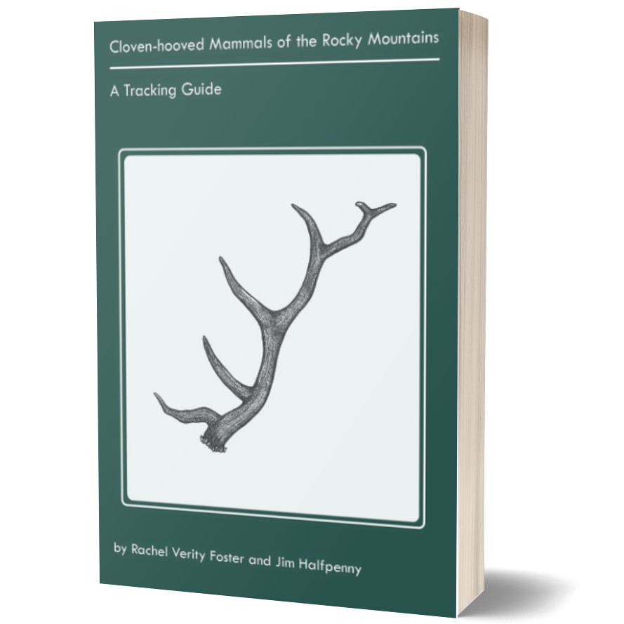 Cloven-hooved Mammals of the Rockies: A Tracking Guide