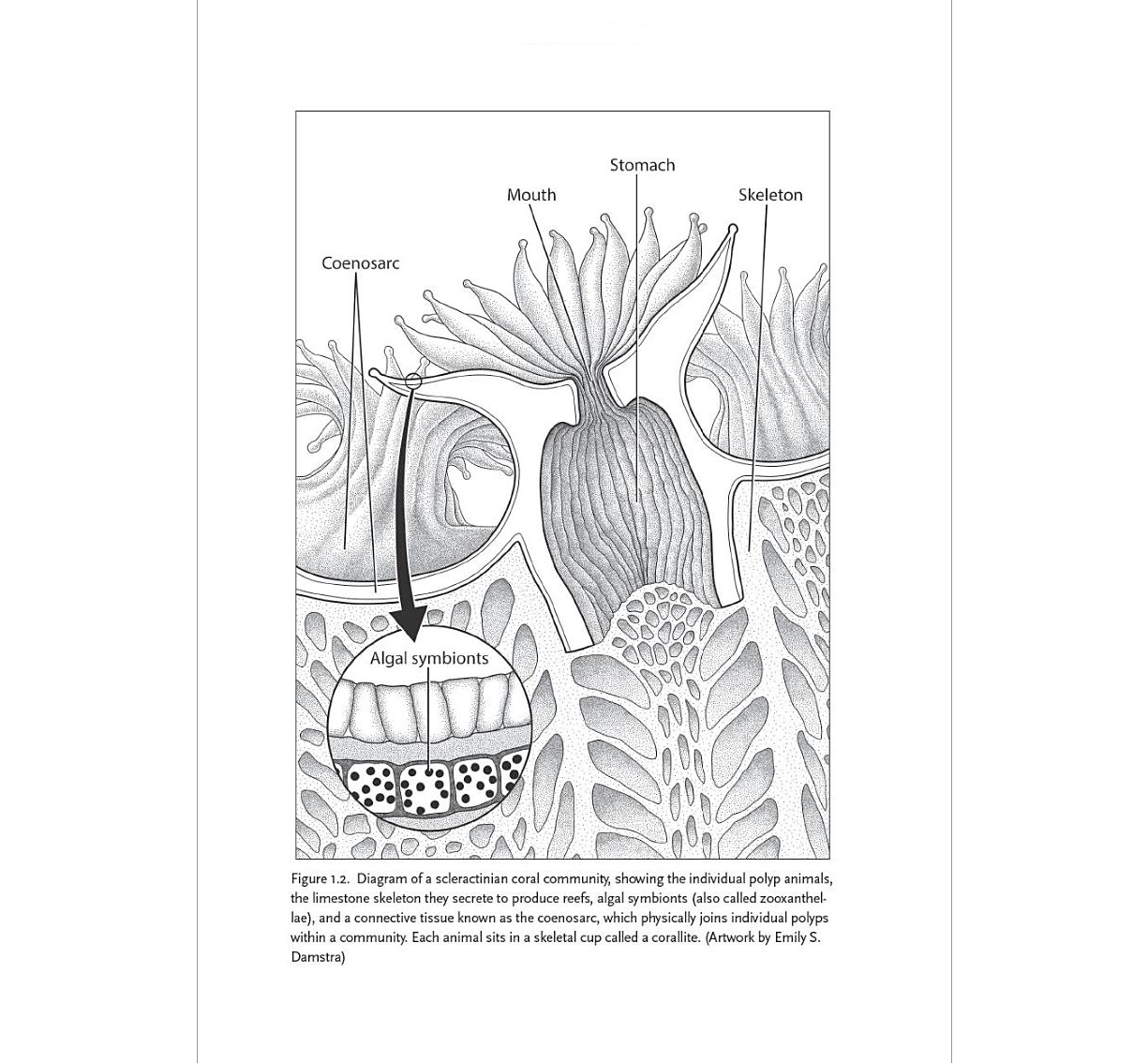 Curious Species How Animals Made Natural History ²⁵