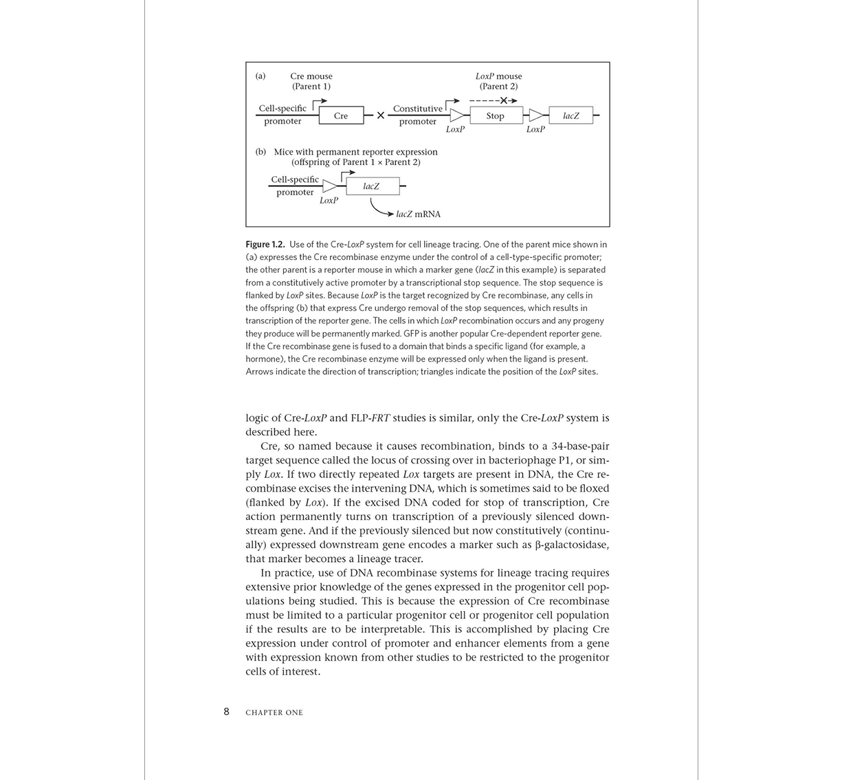 Developmental Neuroscience: A Concise Introduction ²⁵ - BIOWEB Brasil