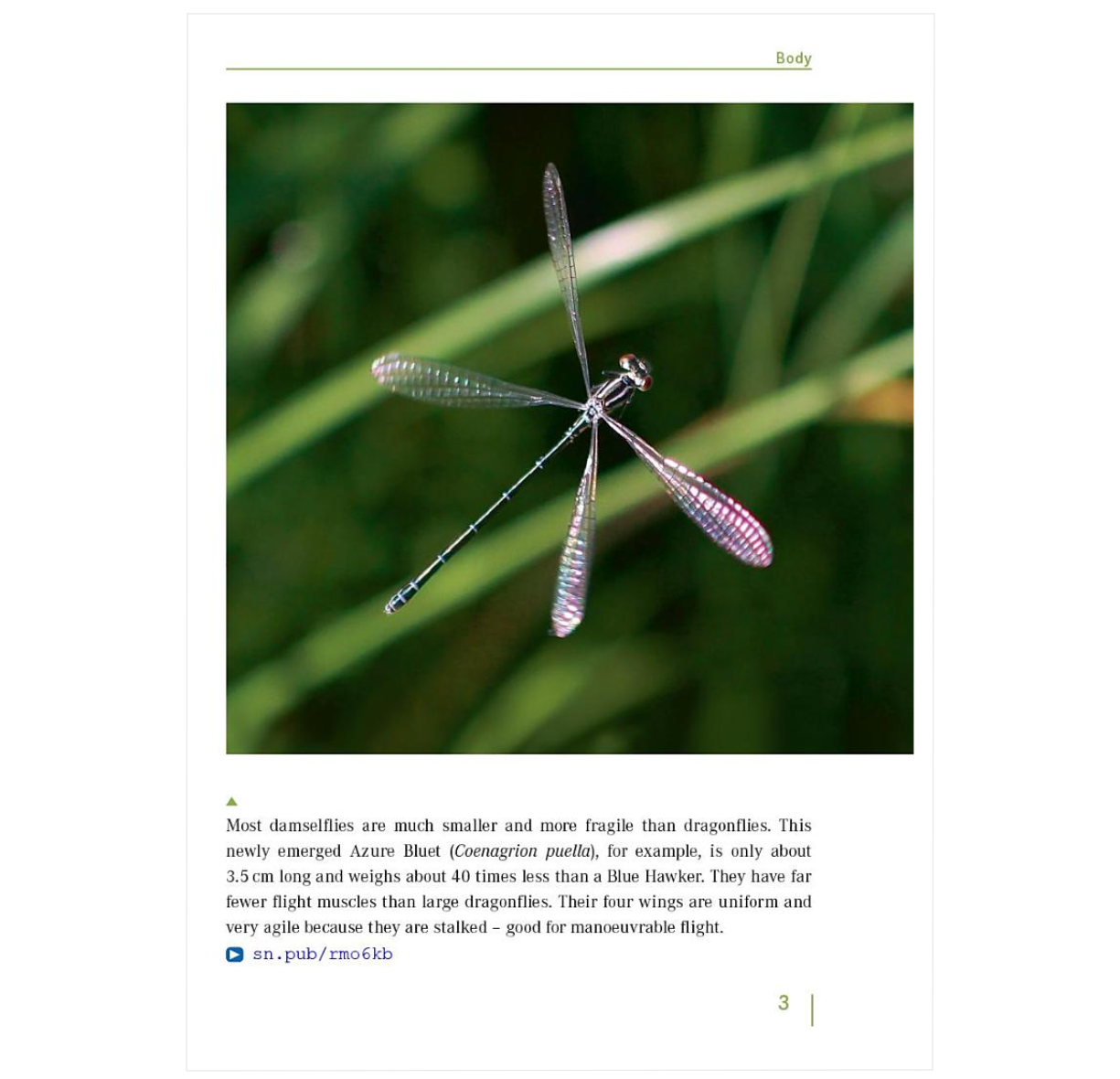 Dragonfly Behavior: Discovering the Dynamic Life of an Ancient Order of Insects