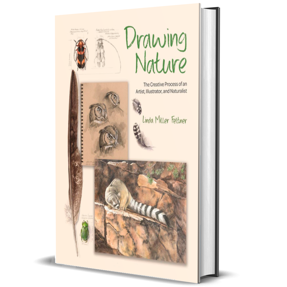 Drawing Nature: The Creative Process of an Artist, Illustrator, and Naturalist