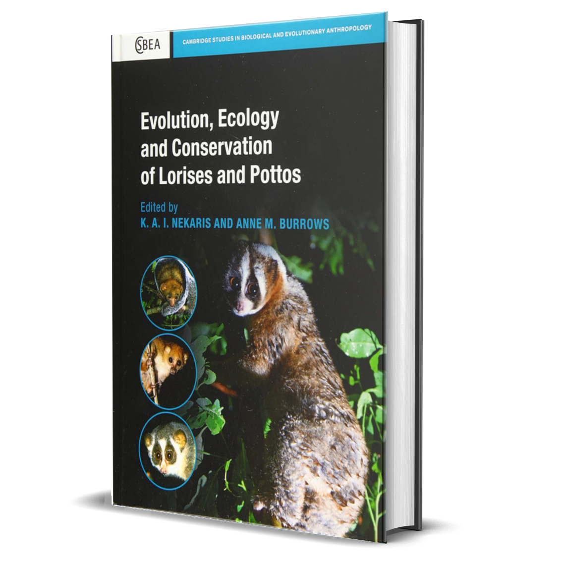 Evolution, Ecology and Conservation of Lorises and Pottos (Cambridge Studies in Biological and Evolutionary Anthropology)