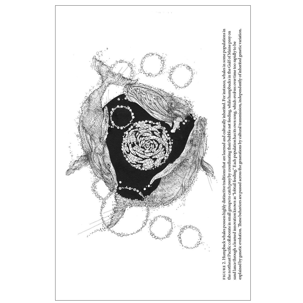 Evolution Evolving The Developmental Origins of Adaptation and Biodiversity