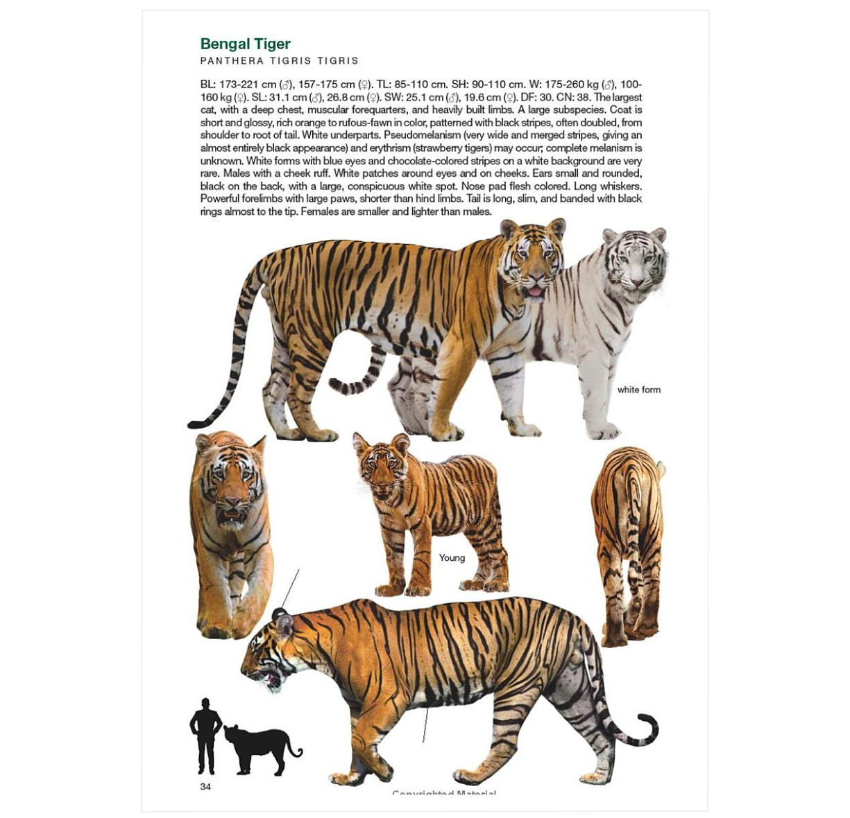 Felids and Hyenas of the World: Wildcats, Panthers, Lynx, Pumas, Ocelots, Caracals, and Relatives