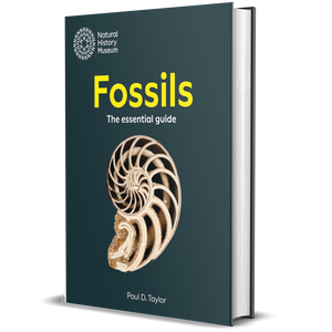 Fossils: The Essential Guide