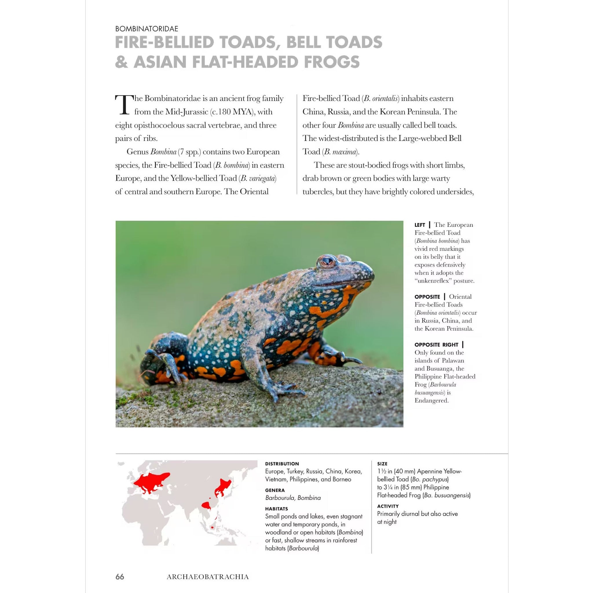 Frogs of the World A Guide to Every Family