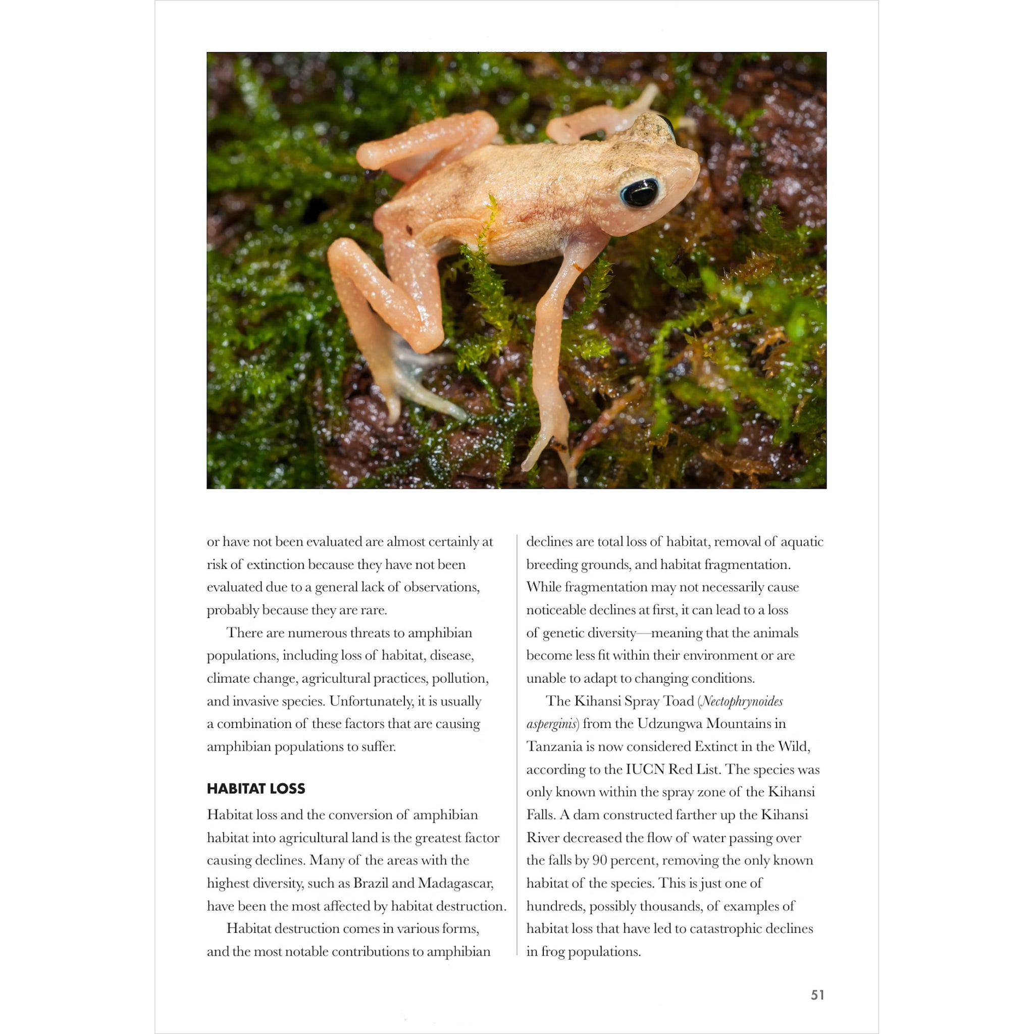 Frogs of the World A Guide to Every Family