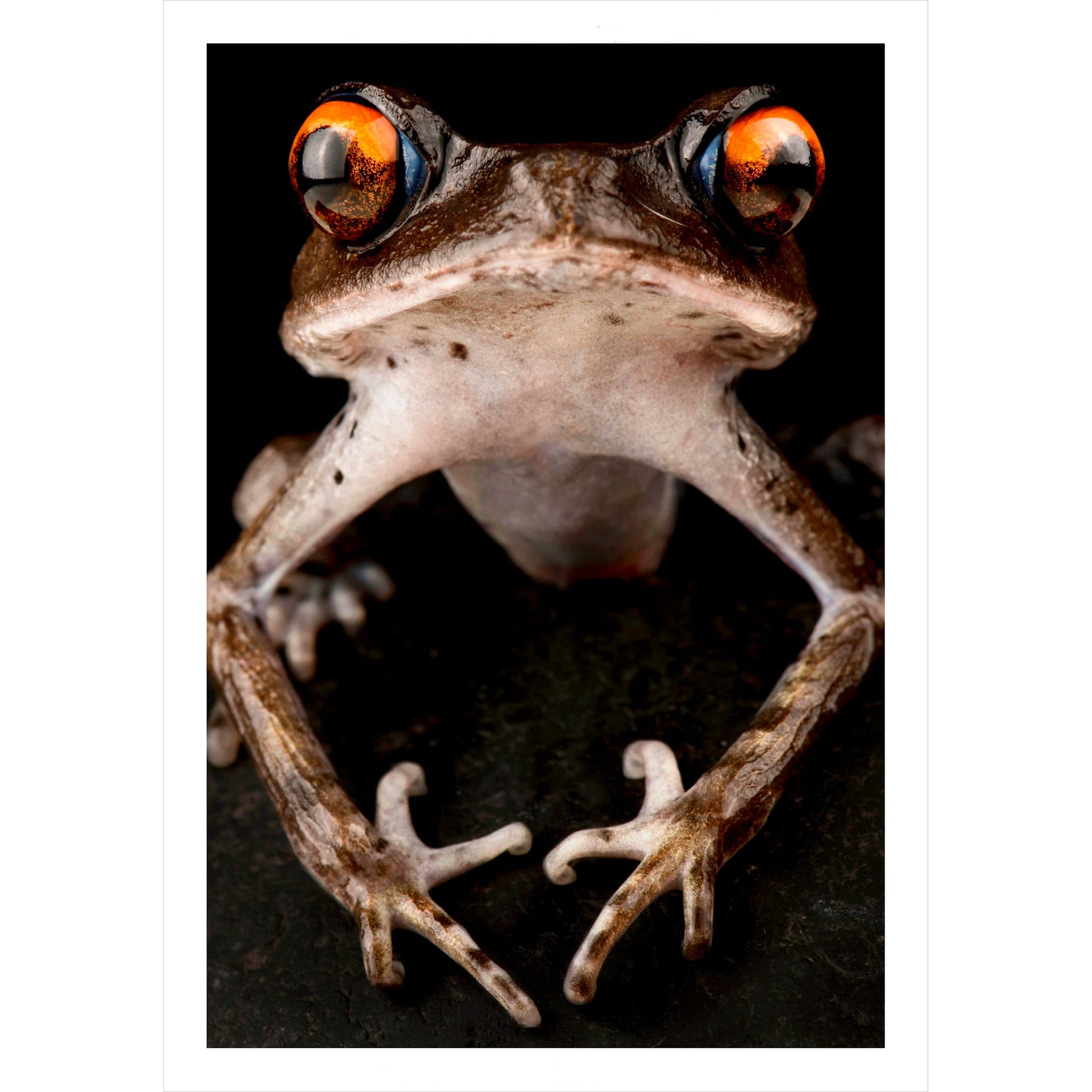 Frogs of the World A Guide to Every Family