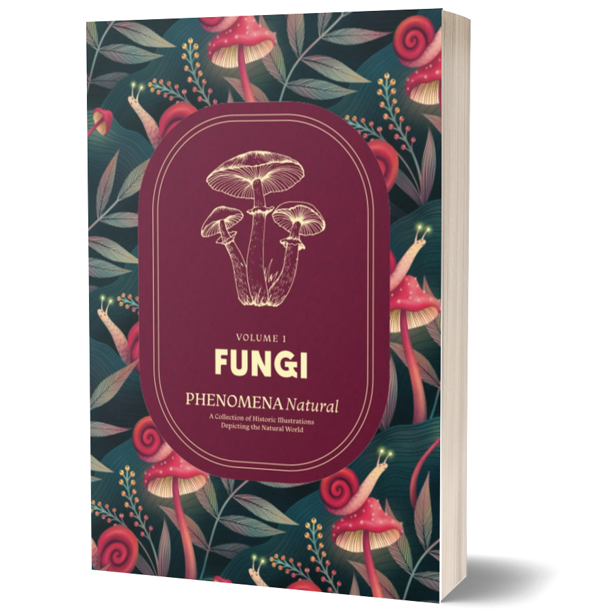 Fungi – Phenomena Natural, A Collection of Historic Illustrations Depicting the Natural World, Volume 1: Fungi Coffee Table Book of Botanical Mushroom, Field Sketches, and Paintings by Naturalists