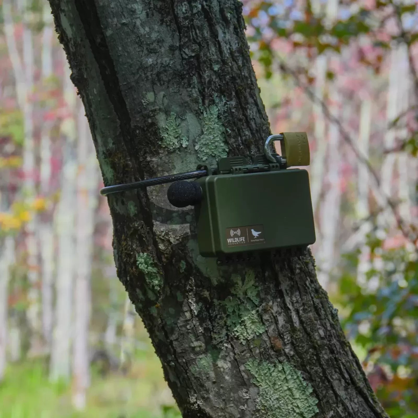 Gravador Acústico Song Meter Mini 2 AA com Microfone Integrado IP67 e até 530 Horas de Gravação